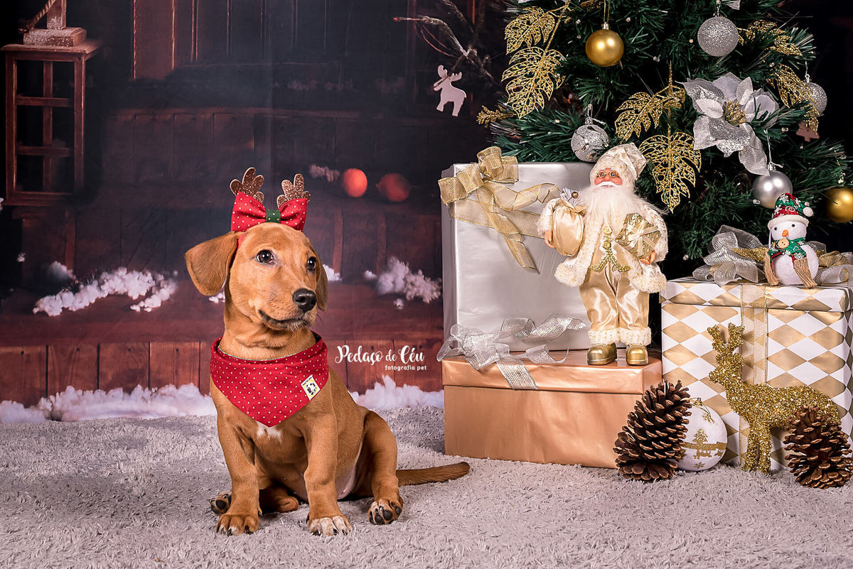 foto pet de natal Rio de Janeiro