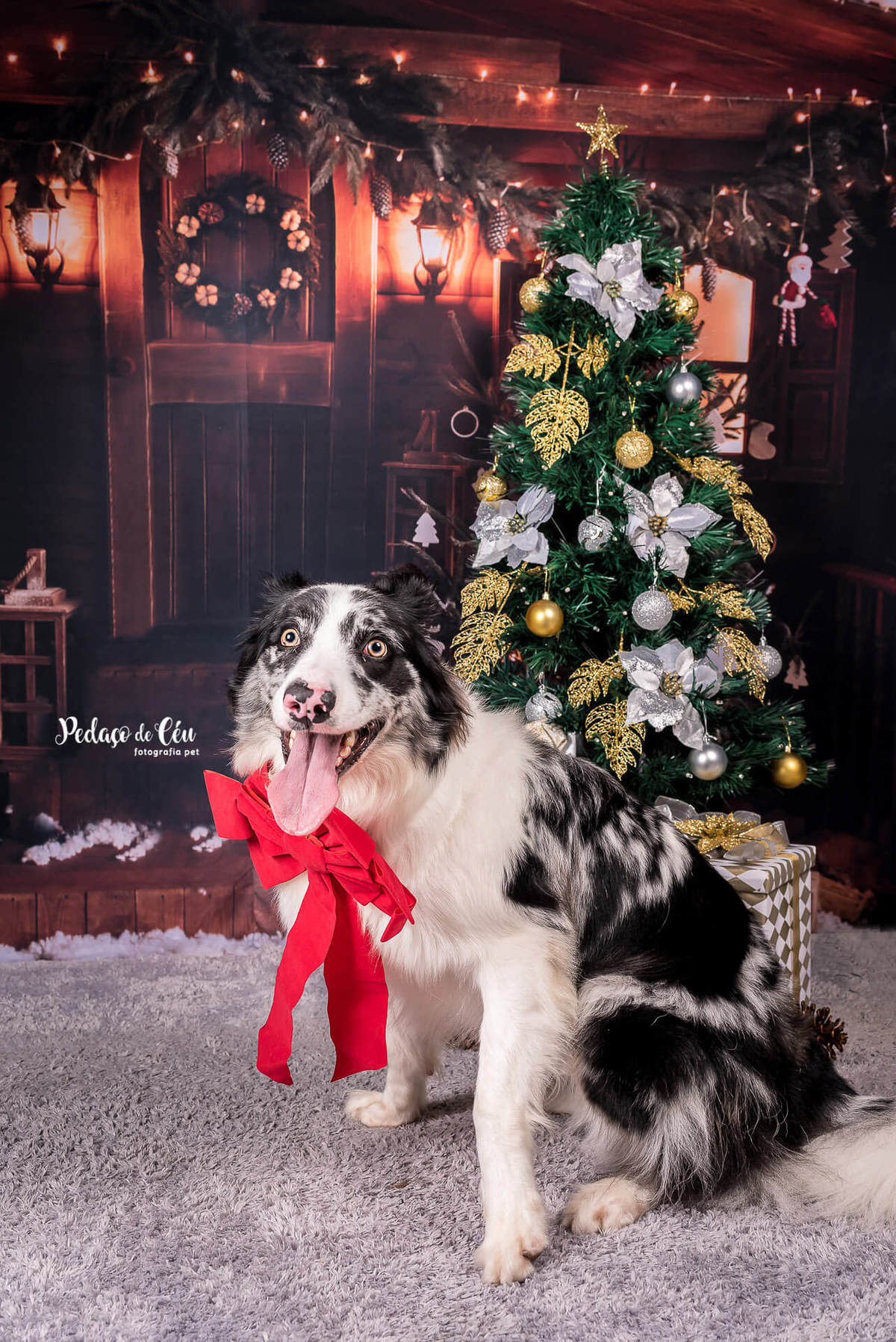 foto pet de natal Rio de Janeiro
