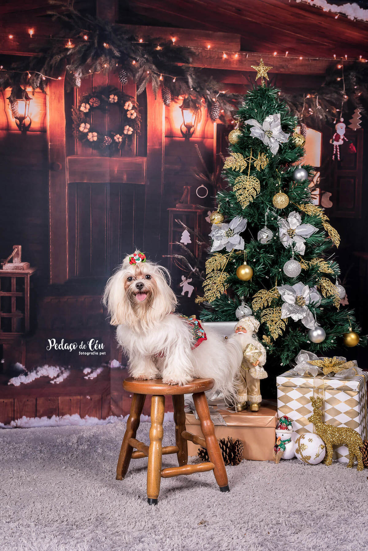 foto pet de natal Rio de Janeiro