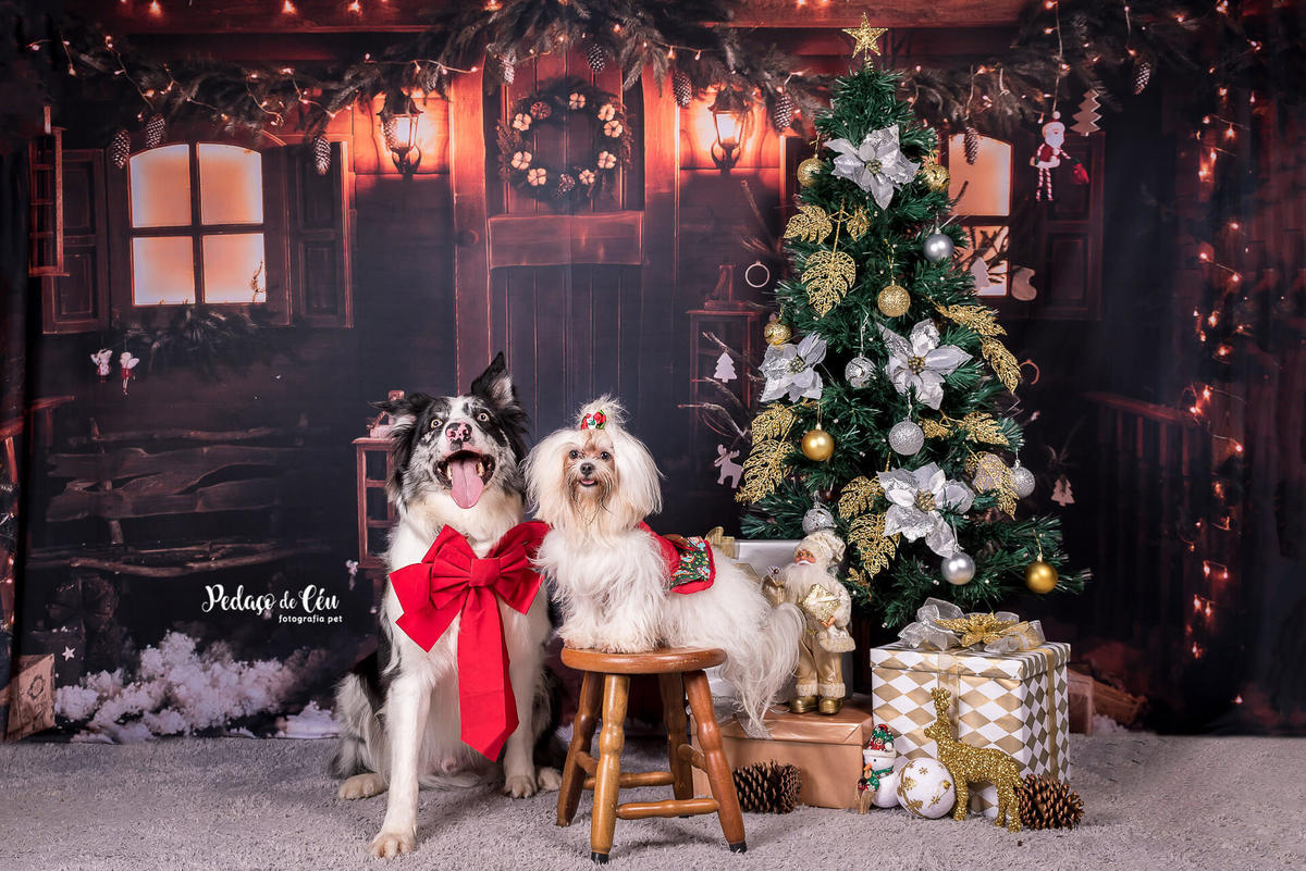 foto pet de natal Rio de Janeiro