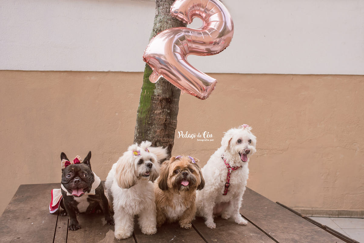 Aniversário pet Club Pet Barra