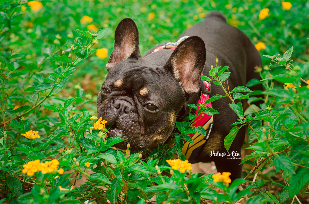 Ensaio Pet Acompanhamento parque Rio de Janeiro