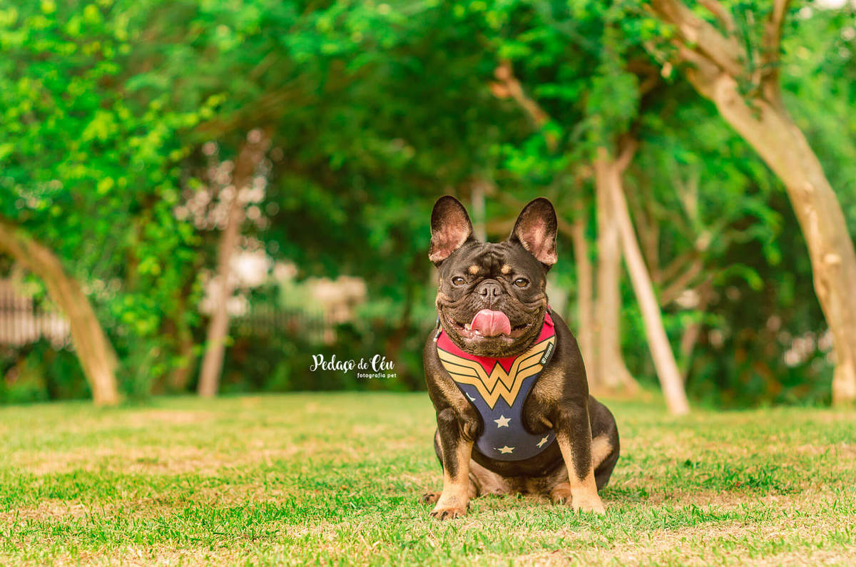 Ensaio Pet Acompanhamento parque Rio de Janeiro