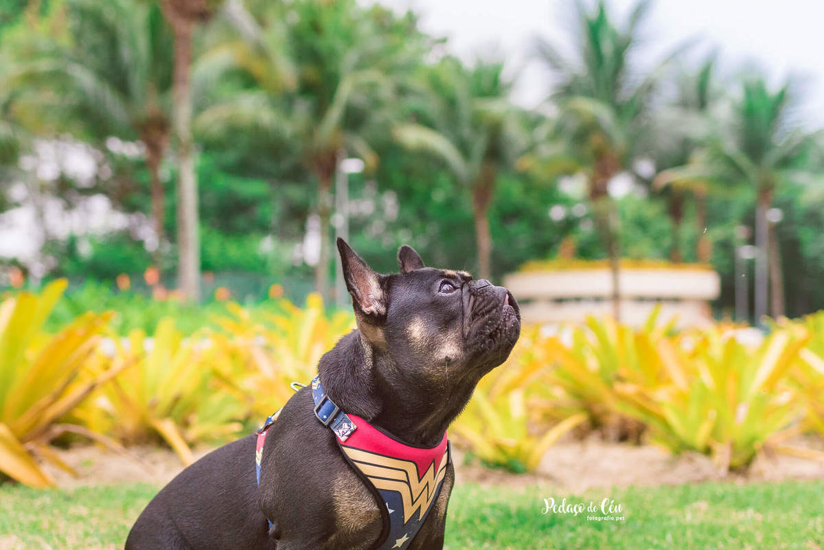 Ensaio Pet Acompanhamento parque Rio de Janeiro