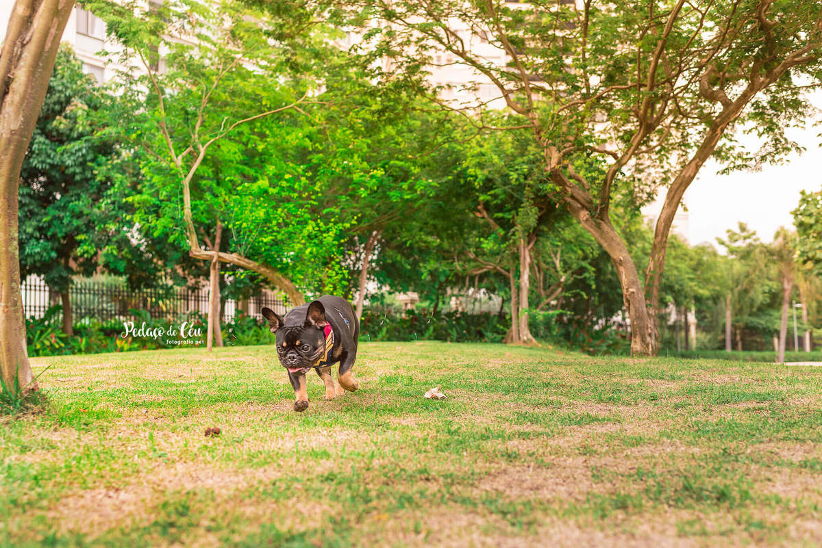 Ensaio Pet Acompanhamento parque Rio de Janeiro