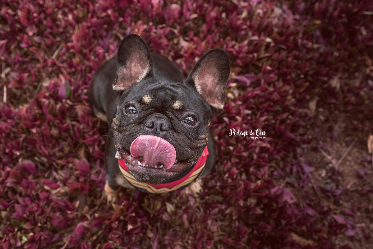 Ensaio Pet Acompanhamento parque Rio de Janeiro