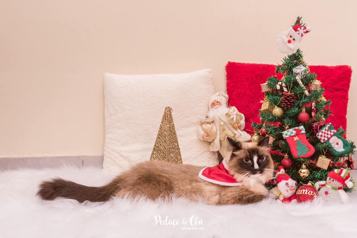 Natal Pet Família Belinha e Chanel