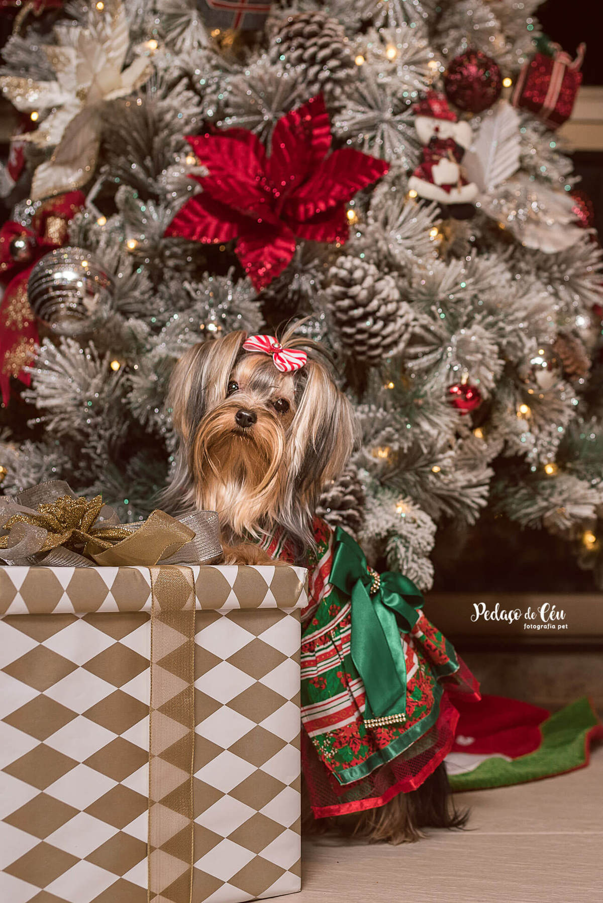 Natal Pet Família yorkshire Lyara 