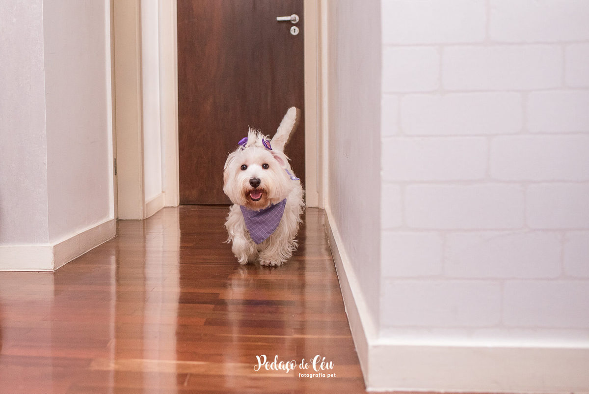 Ensaio Pet Família Jade