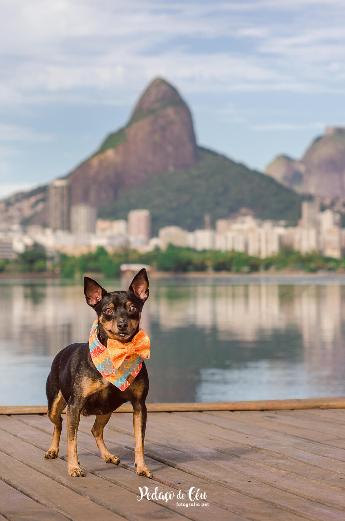 Foto Pet em família no Rio de Janeiro