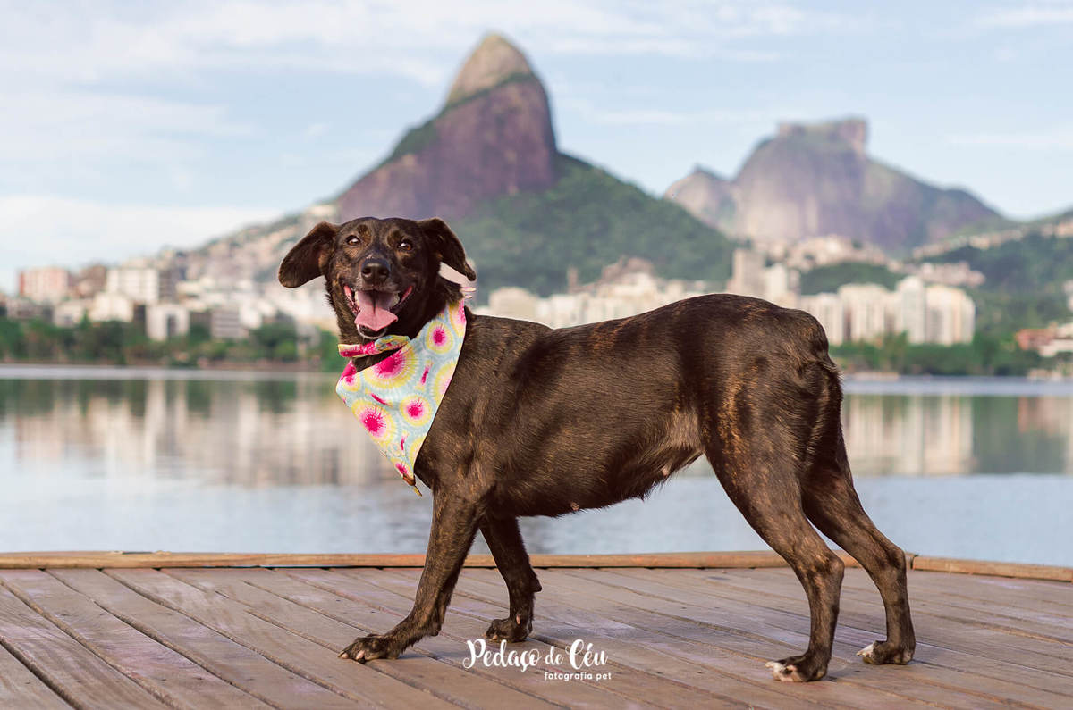 Foto Pet em família no Rio de Janeiro
