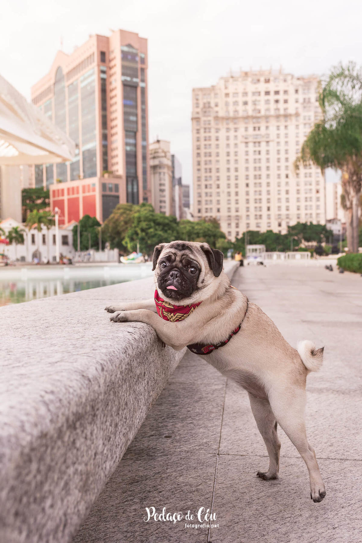 foto pet pug no Museu do Amanhã RJ