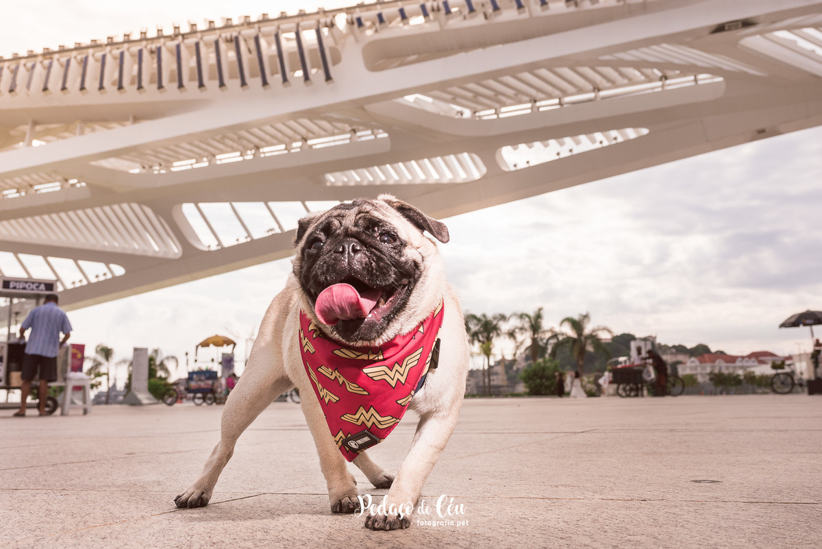 foto pet pug no Museu do Amanhã RJ