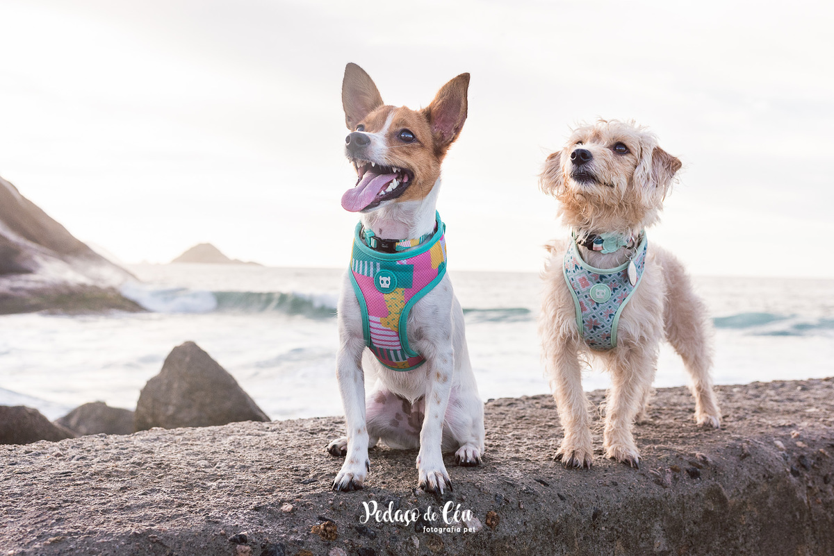 Foto pet srd Barra da Tijuca