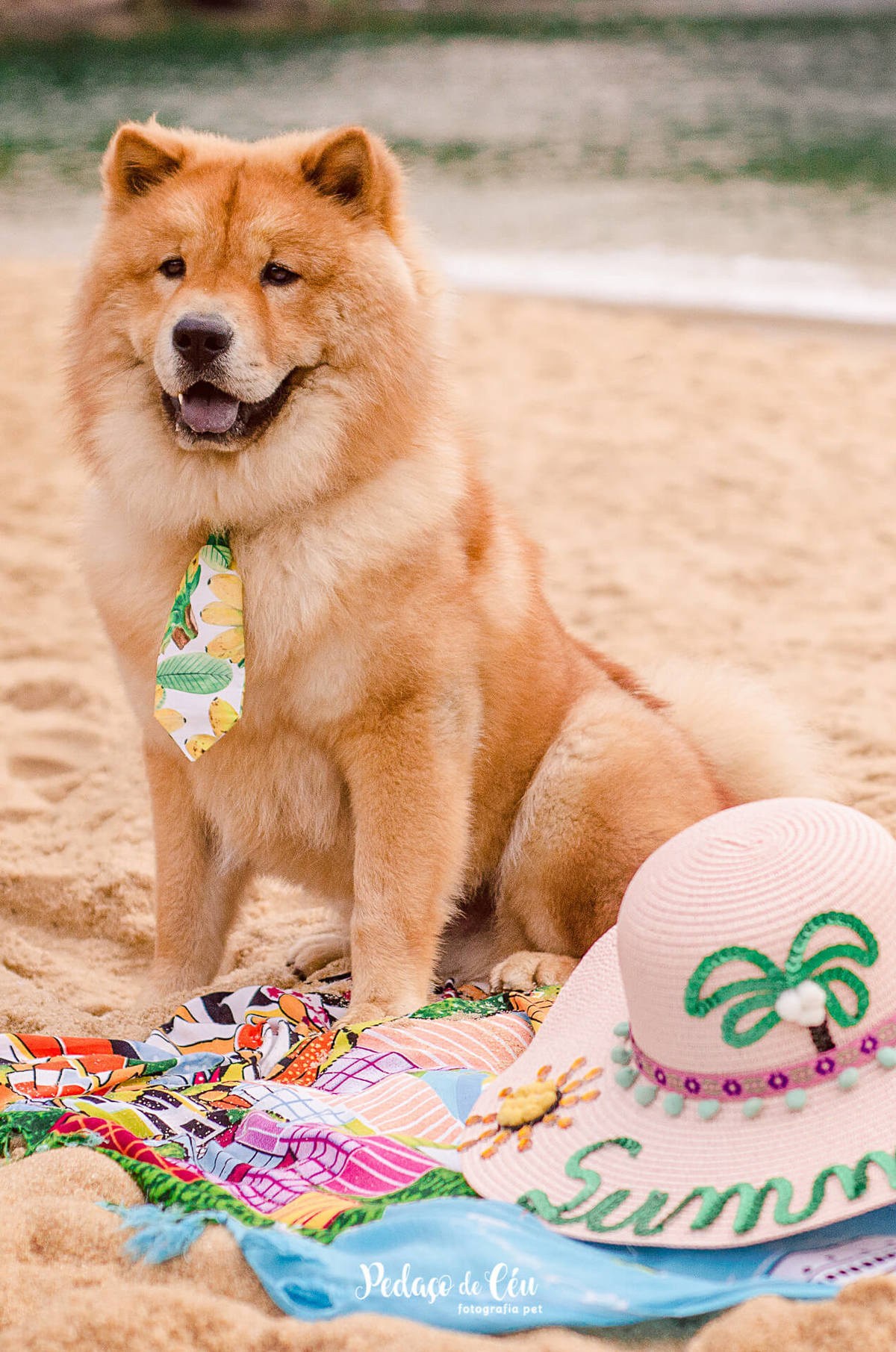 Ensaio Pet Chow Chow na Praia Vermelha RJ