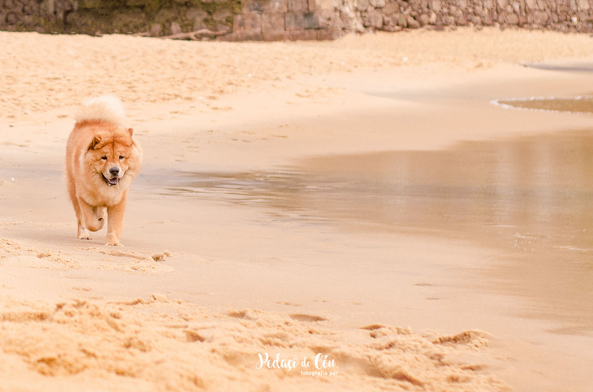 Ensaio Pet Chow Chow na Praia Vermelha RJ