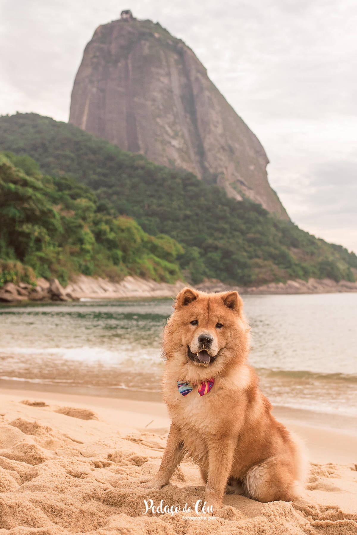 Ensaio Pet Chow Chow na Praia Vermelha RJ