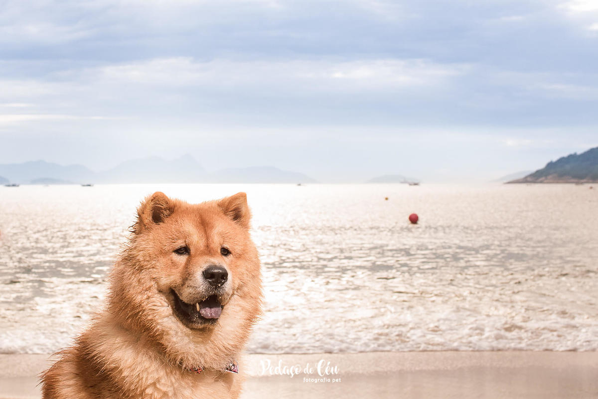 Ensaio Pet Chow Chow na Praia Vermelha RJ