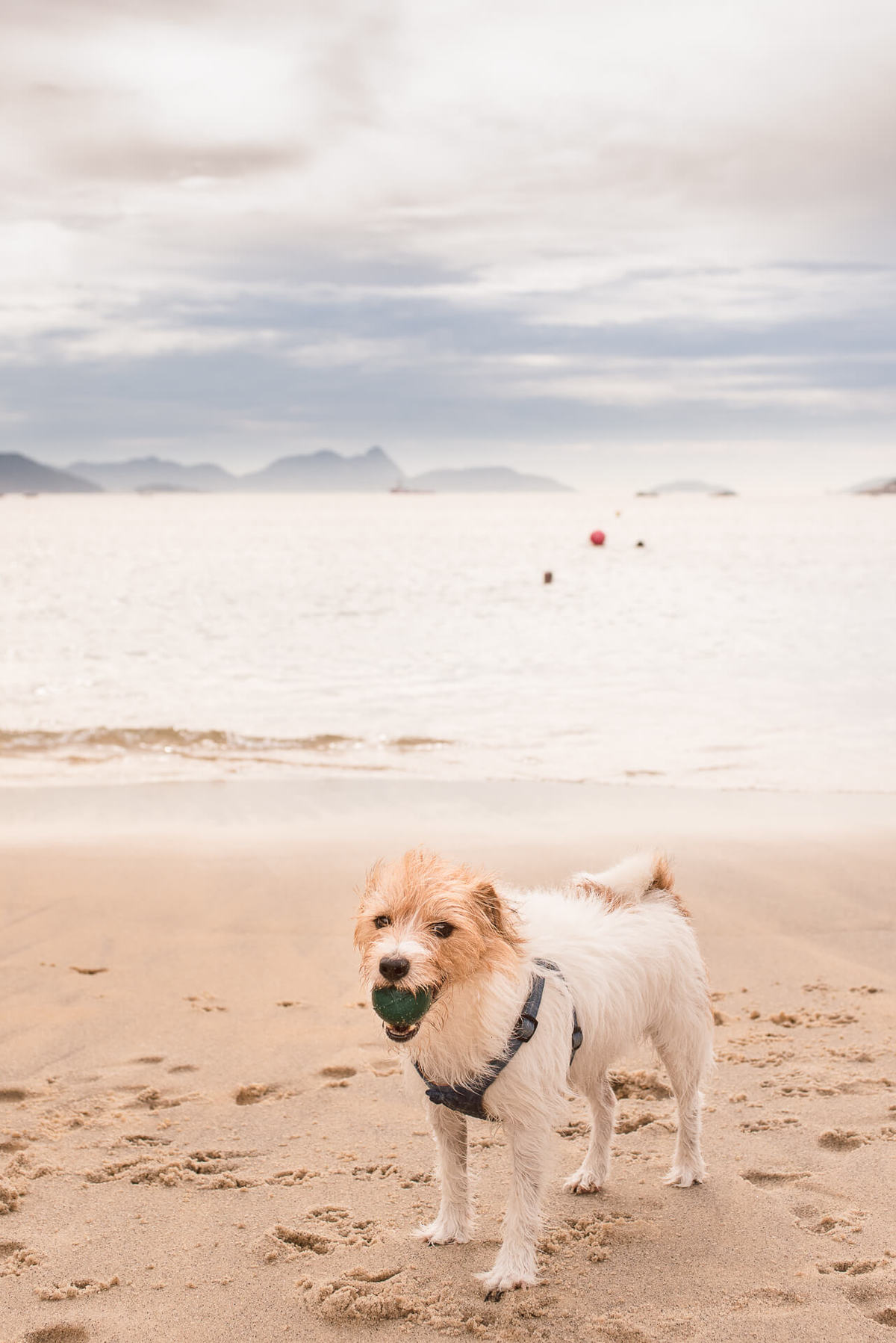 Ensaio Pet na Praia com jack russell terrier Bruce RJ