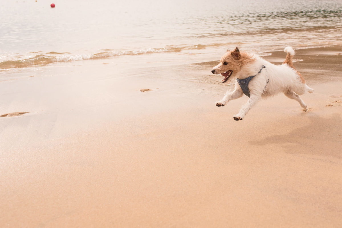 Ensaio Pet na Praia com jack russell terrier Bruce RJ