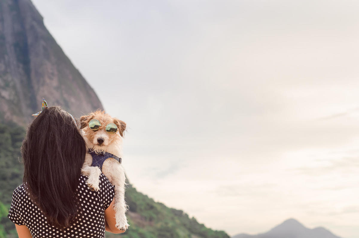 Ensaio Pet na Praia com jack russell terrier Bruce RJEnsaio Pet na Praia com jack russell terrier Bruce RJ