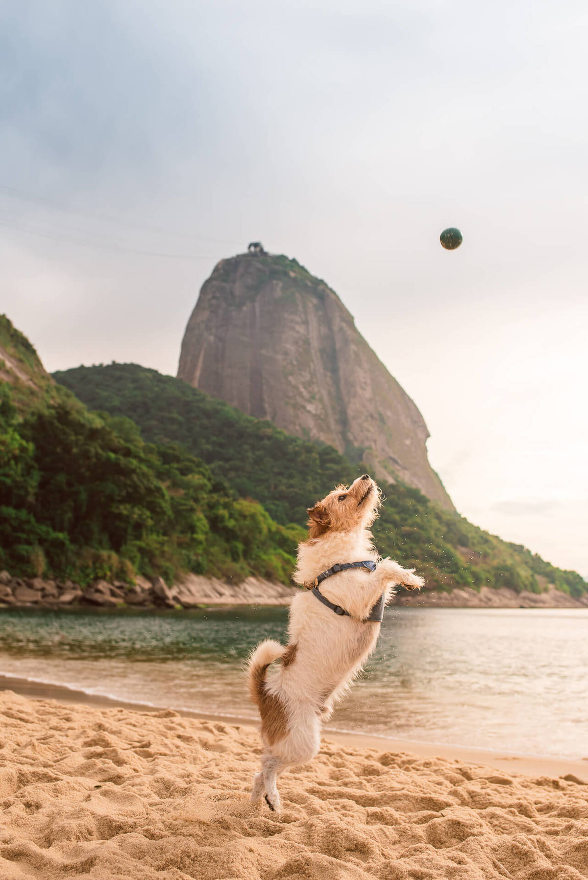 Ensaio Pet na Praia com jack russell terrier Bruce RJ