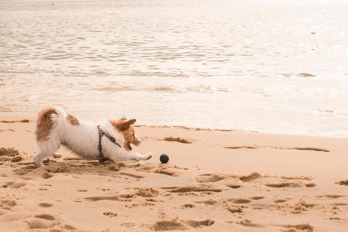 Ensaio Pet na Praia com jack russell terrier Bruce RJ