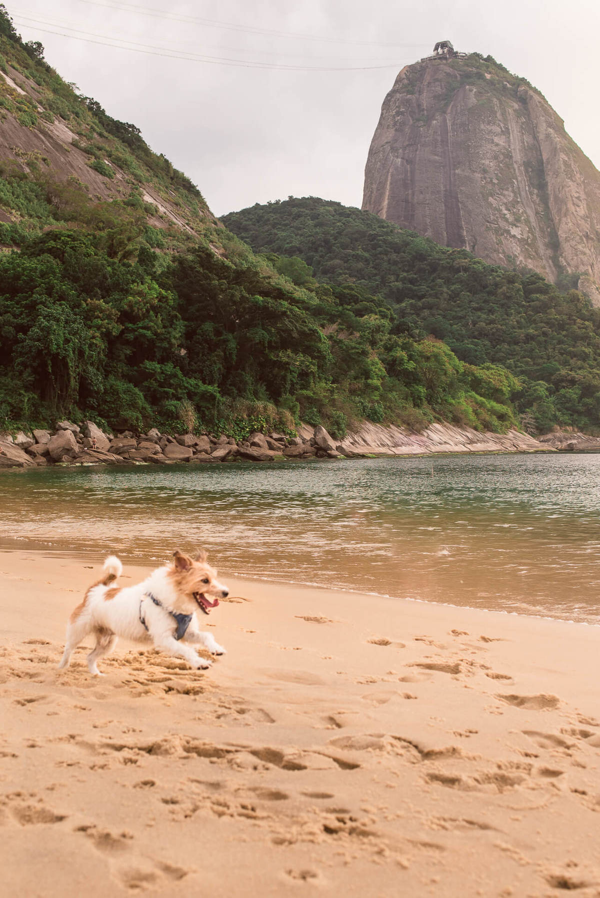 Ensaio Pet na Praia com jack russell terrier Bruce RJ