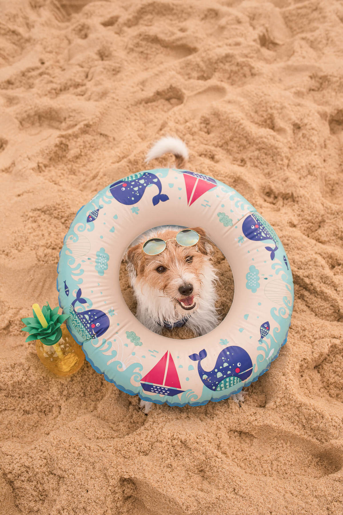 Ensaio Pet na Praia com jack russell terrier Bruce RJ