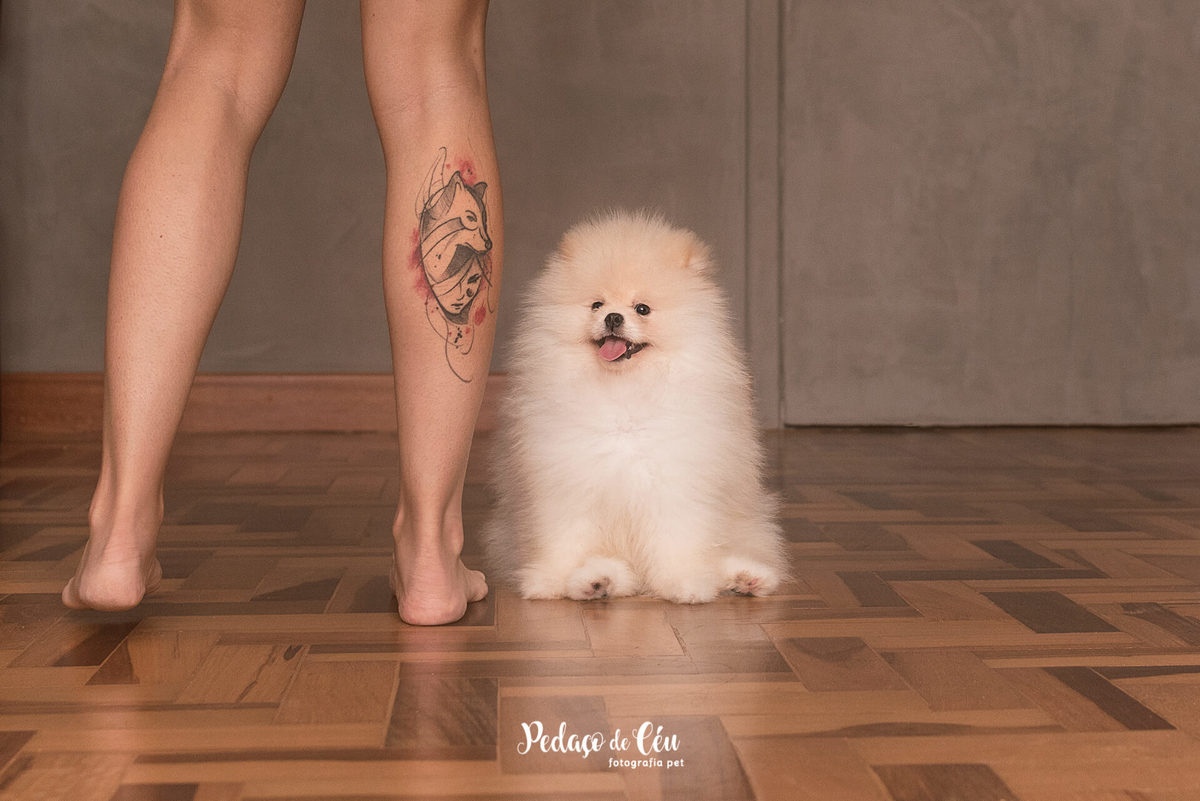 Ensaio pet família em casa com spitz