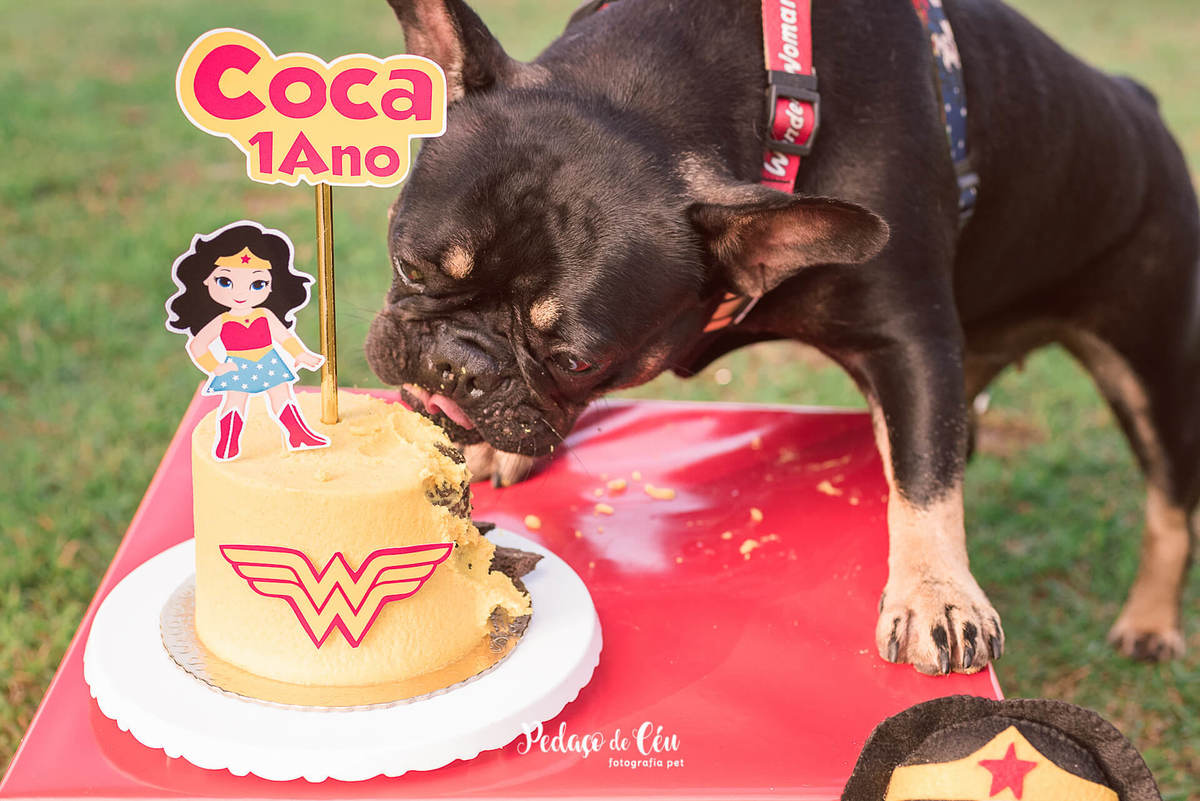 Ensaio Smash the Cake Pet Mulher Maravilha