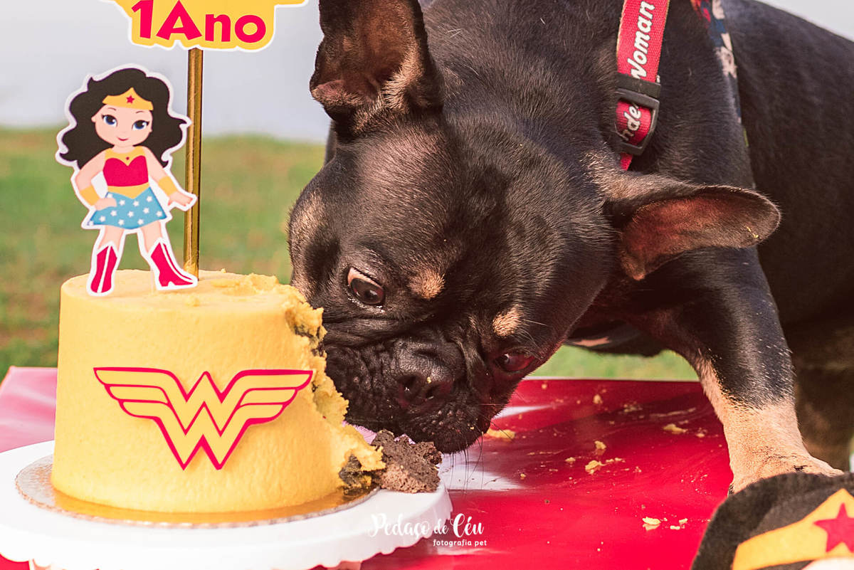 Ensaio Smash the Cake Pet Mulher Maravilha