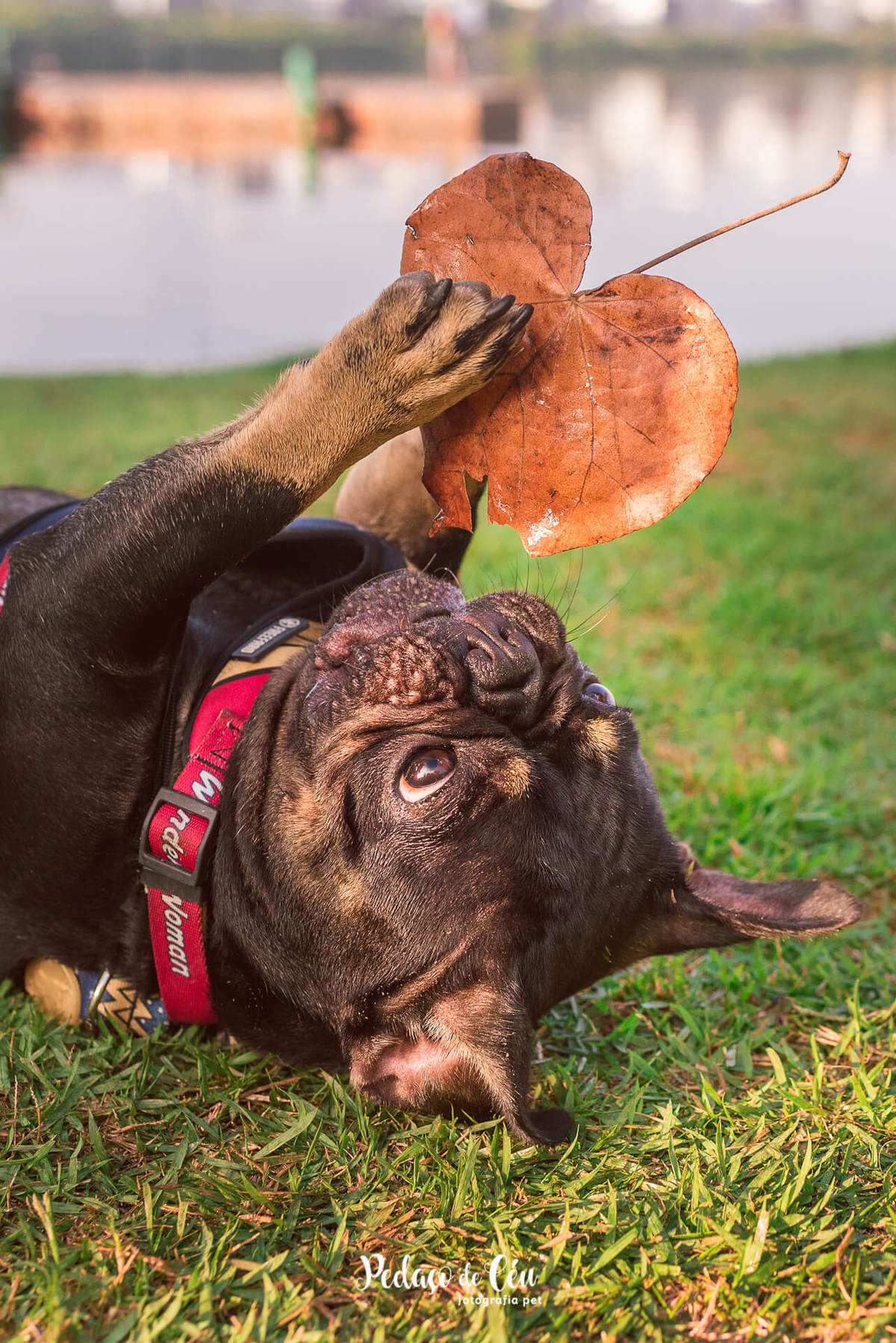 Ensaio Pet buldog francês