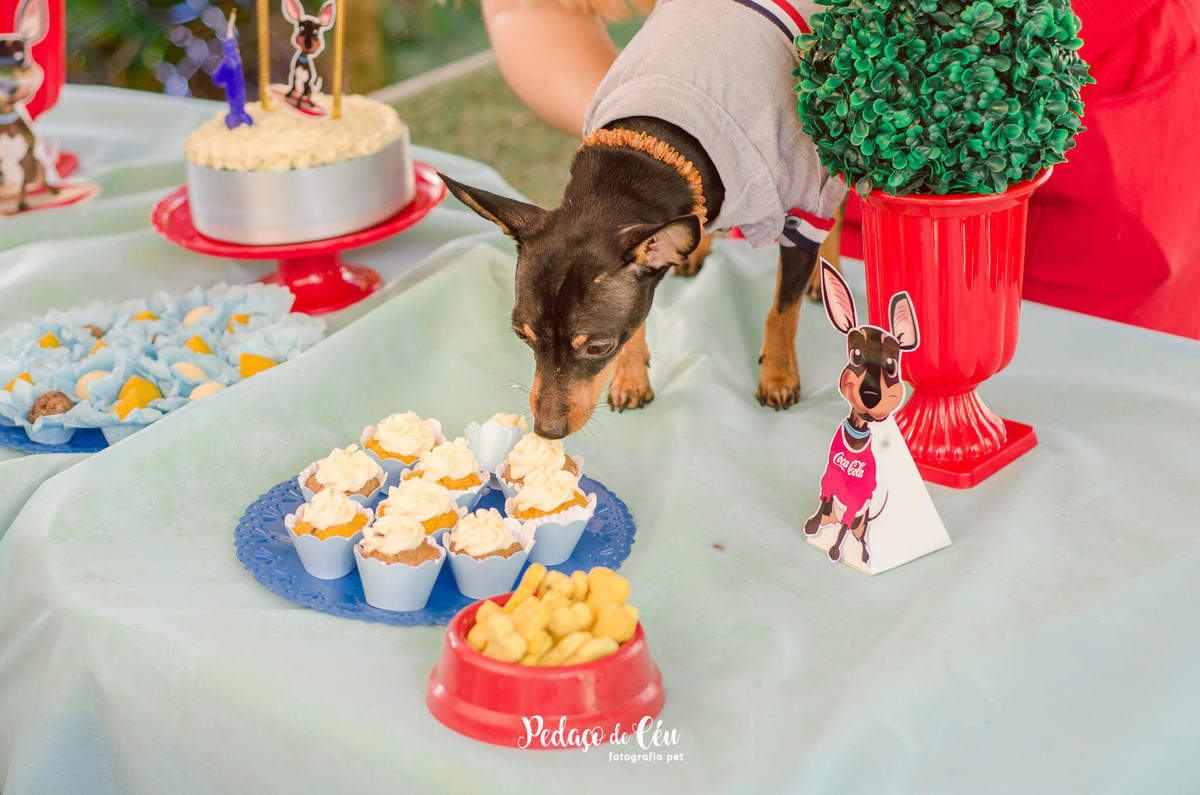 Festa Pet Pinscher - Aniversário Pet Apollo