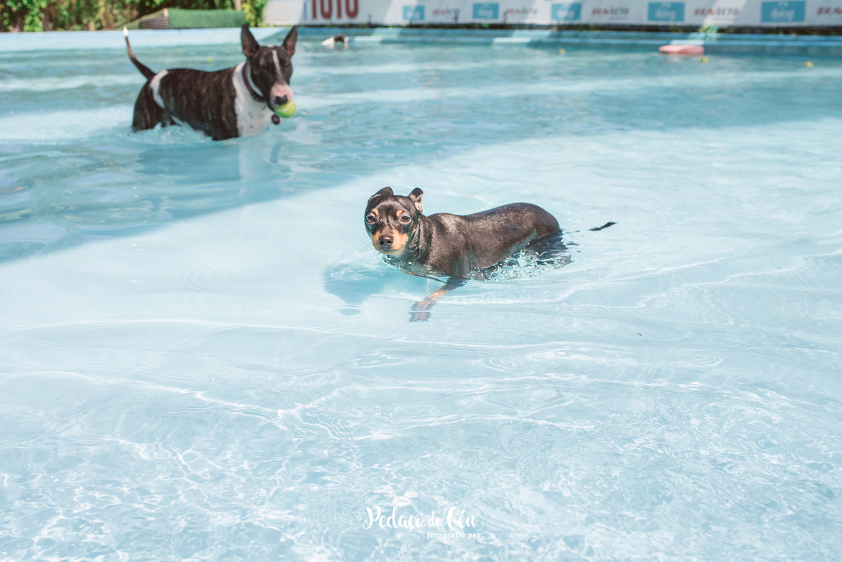 Festa Pet Pinscher - Aniversário Pet Apollo