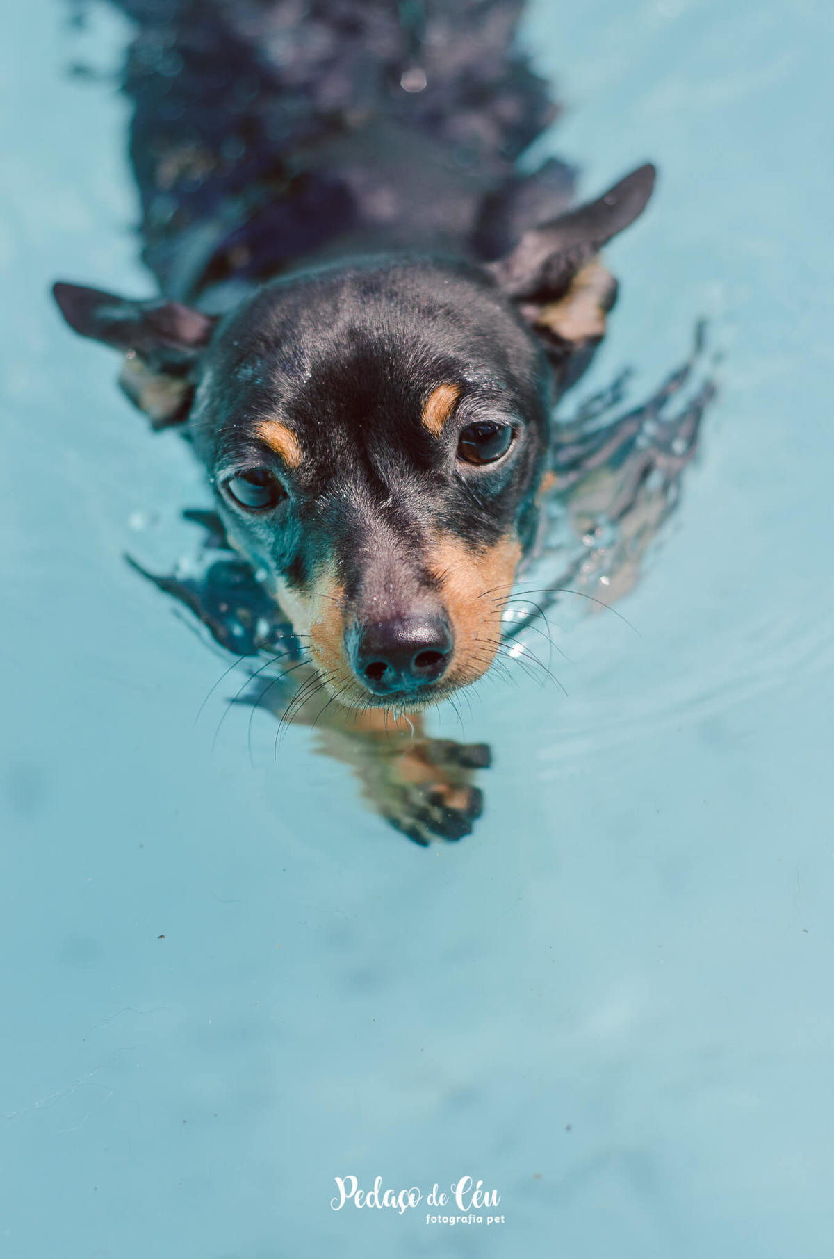 Festa Pet Pinscher - Aniversário Pet Apollo