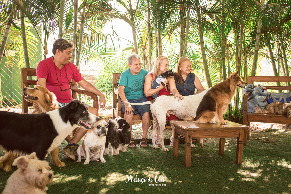 Festa Pet Pinscher - Aniversário Pet Apollo