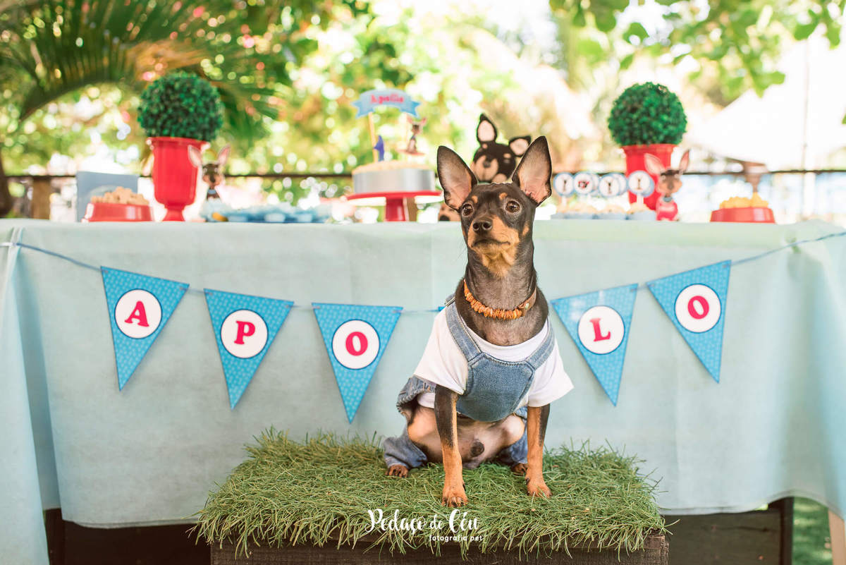 Festa Pet Pinscher - Aniversário Pet Apollo