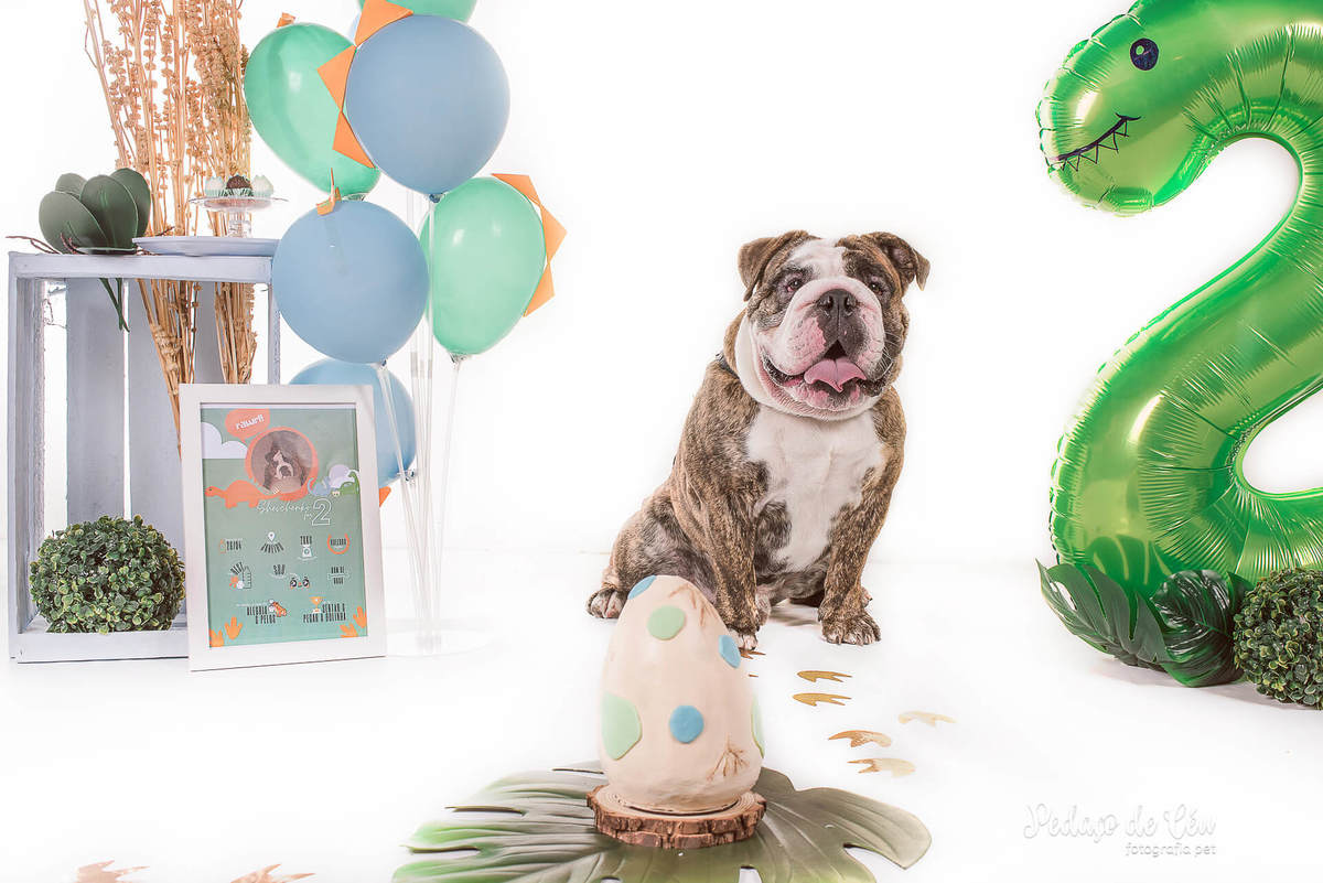 Smash the Cake pet - Ensaio pet bulldog inglês