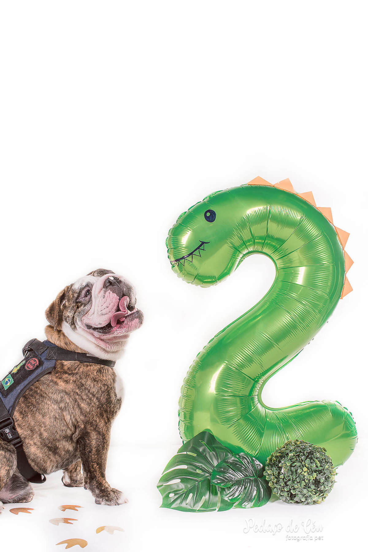 Smash the Cake pet - Ensaio pet bulldog inglês