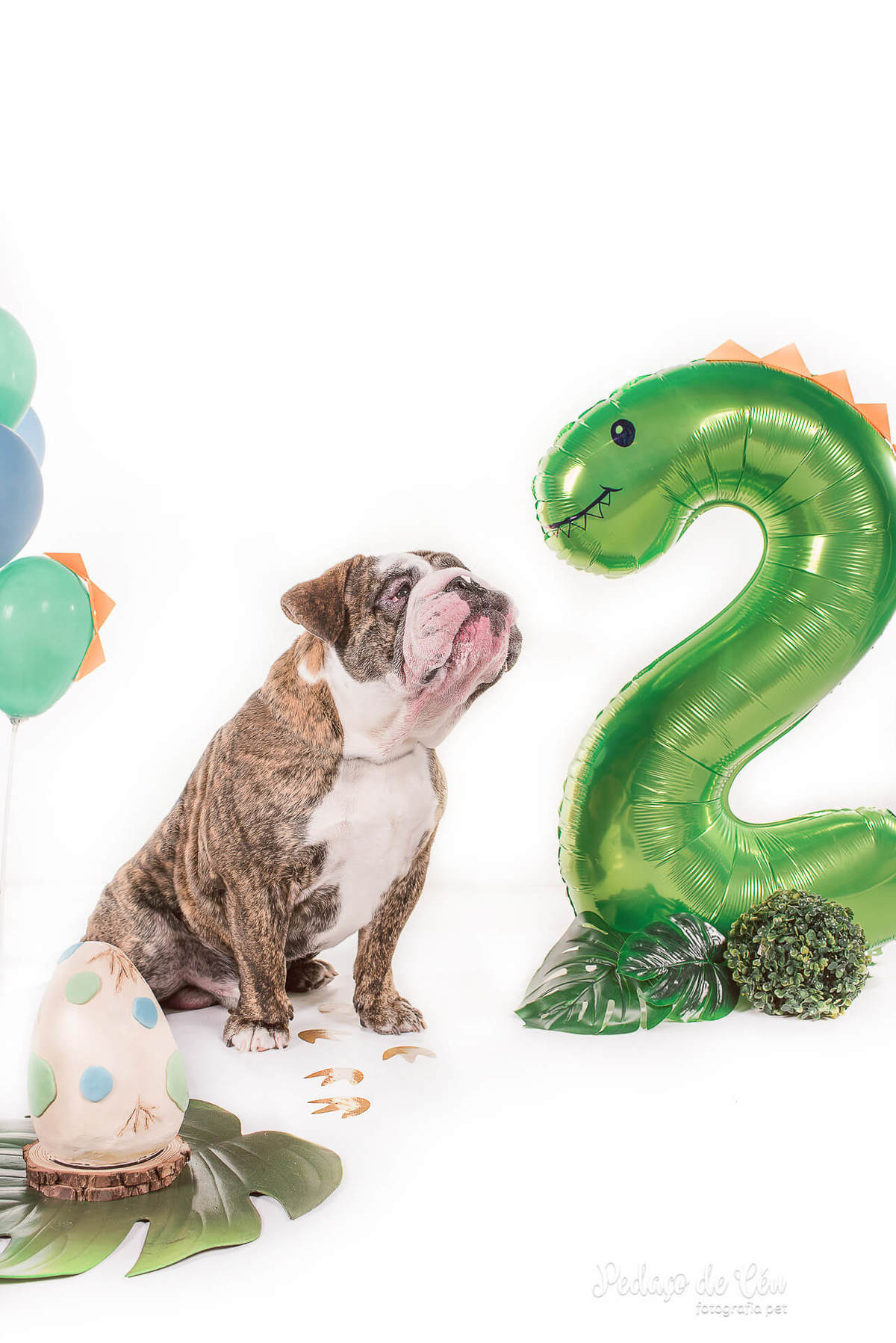 Smash the Cake pet - Ensaio pet bulldog inglês