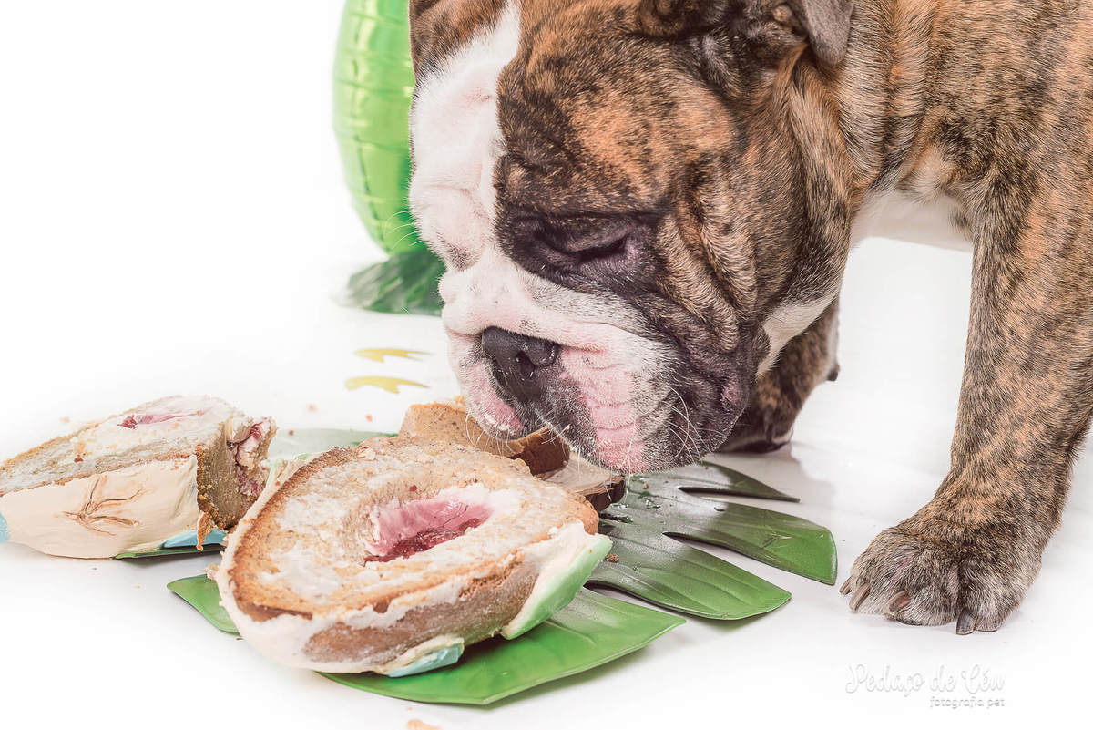 Smash the Cake pet - Ensaio pet bulldog inglês