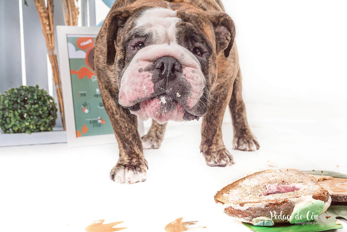 Smash the Cake pet - Ensaio pet bulldog inglês