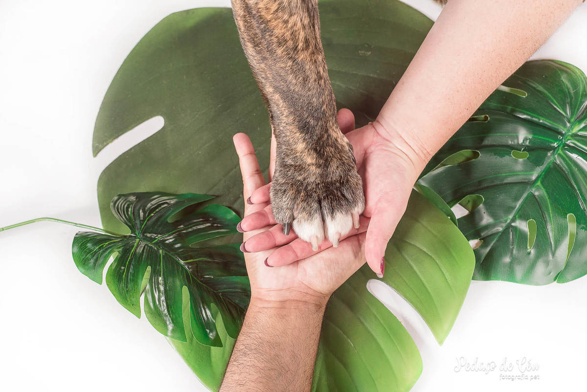 Smash the Cake pet - Ensaio pet bulldog inglês