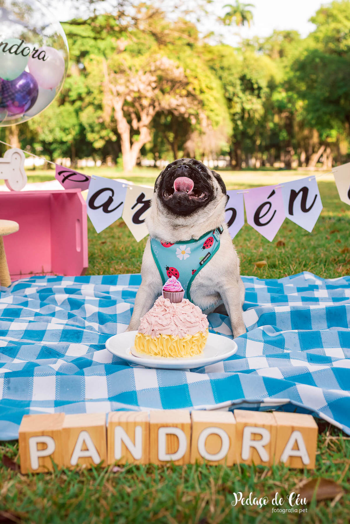 Smash the Cake Pet Pug RJ - Ensaio Pet Pug