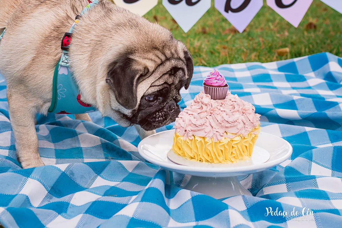 Smash the Cake Pet Pug RJ - Ensaio Pet Pug