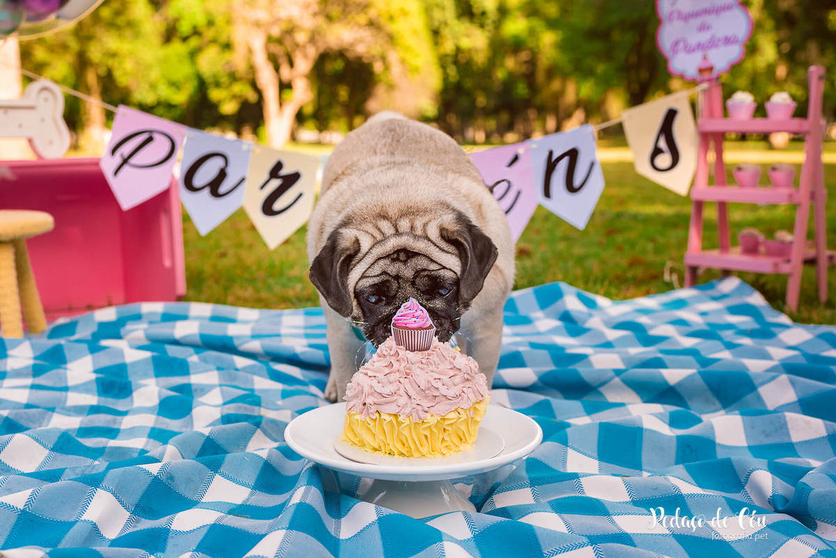 Smash the Cake Pet Pug RJ - Ensaio Pet Pug