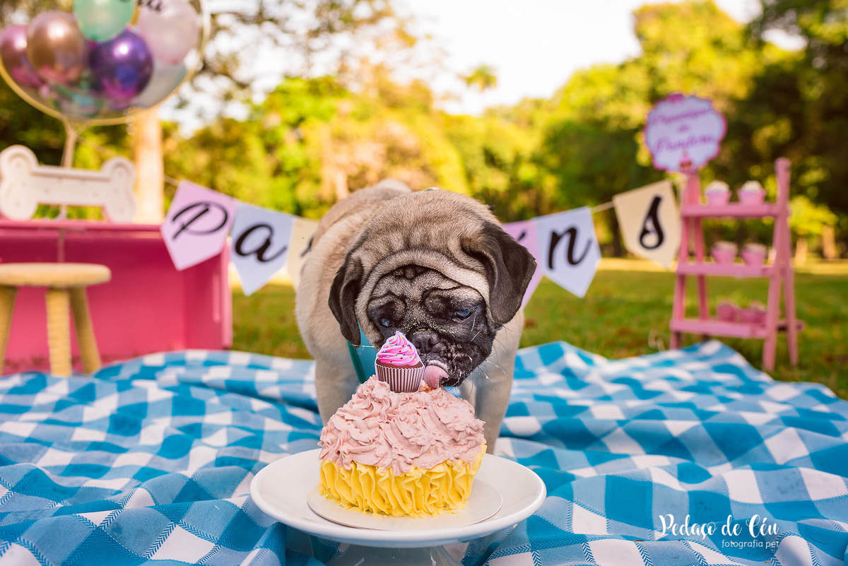 Smash the Cake Pet Pug RJ - Ensaio Pet Pug