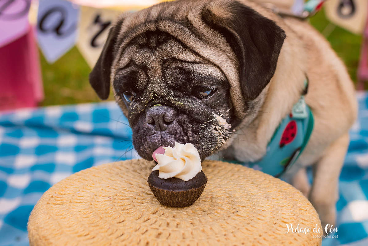 Smash the Cake Pet Pug RJ - Ensaio Pet Pug