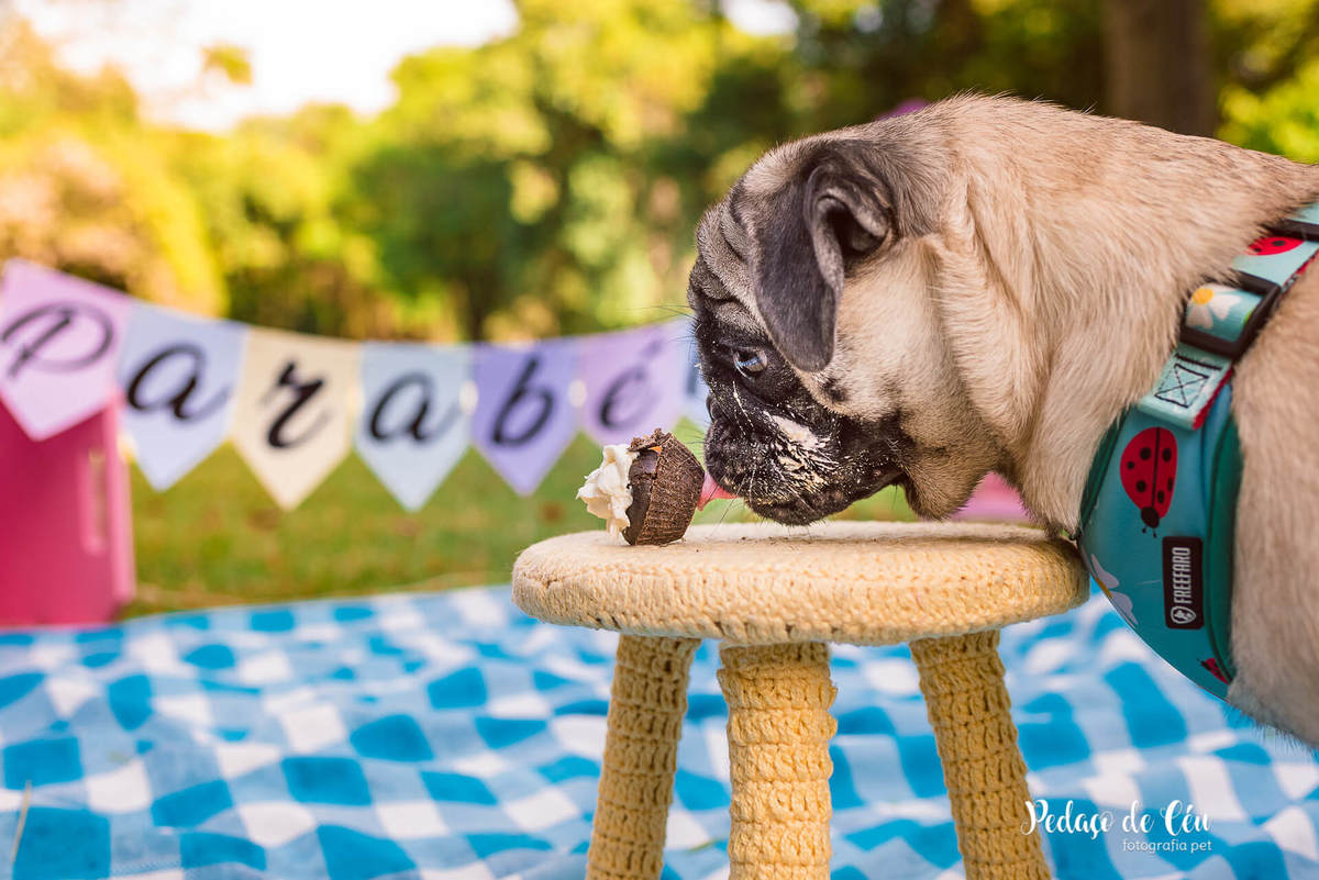 Smash the Cake Pet Pug RJ - Ensaio Pet Pug